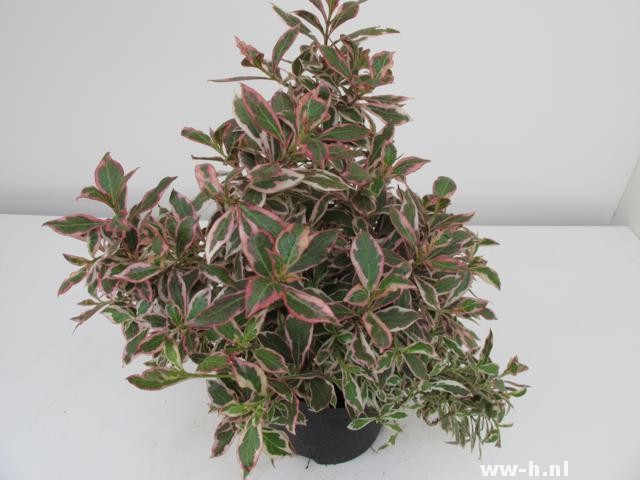 Weigela florida MONET (='Verweig'PBR)