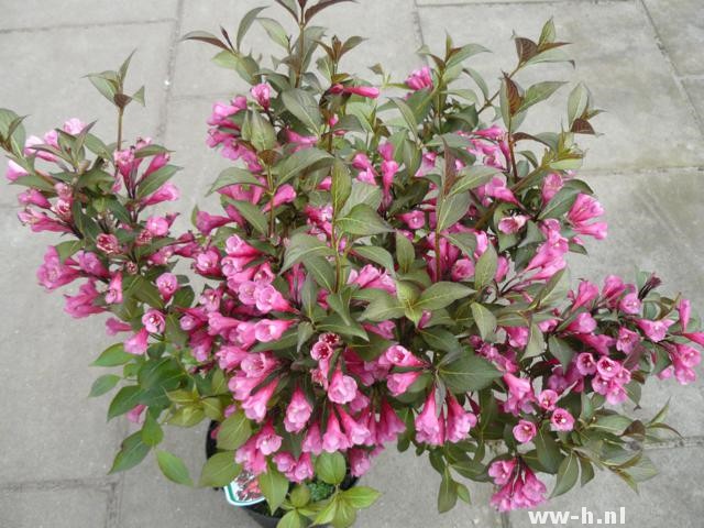 Weigela florida 'Victoria' - Klik op de afbeelding om het venster te sluiten