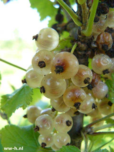 Ribes rubrum 'Werdavia'