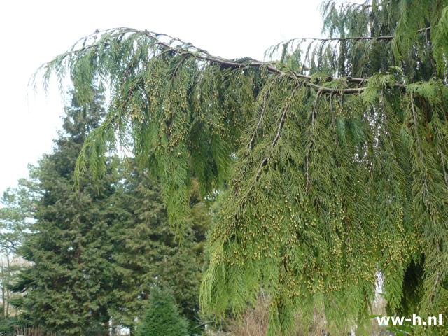 Chamaecyparis nootkatensis 'Pendula' - Klik op de afbeelding om het venster te sluiten