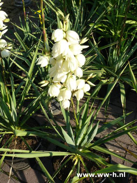 Yucca flaccida groen en bont v.a. 7,50 - Klik op de afbeelding om het venster te sluiten