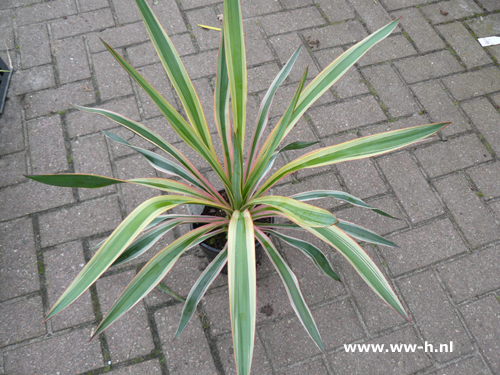 Yucca flaccida groen en bont v.a. 7,50 - Klik op de afbeelding om het venster te sluiten