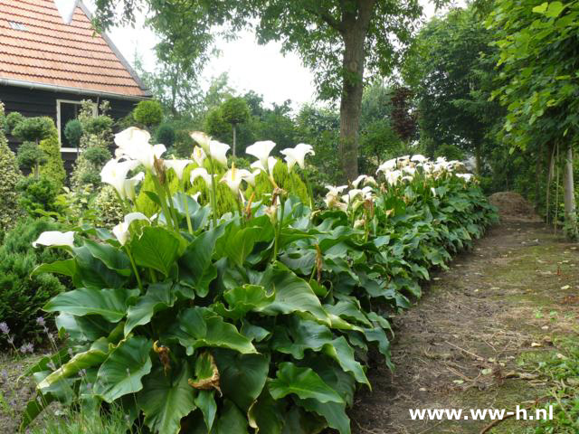 Zantedeschia aethiopica