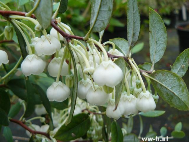 Zenobia pulverulenta 'Blue Sky'