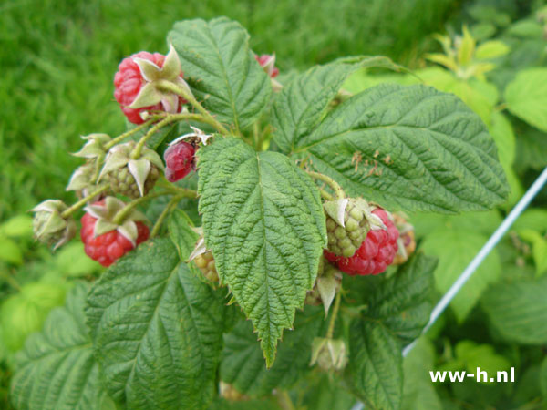 Rubus idaeus 'Zefa Herbsternte'