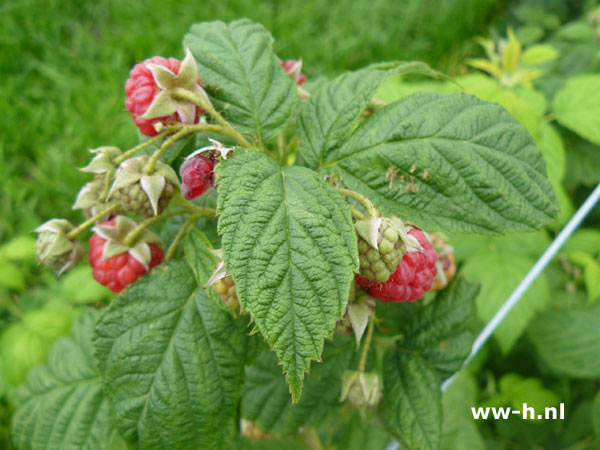 Rubus idaeus 'Zefa Herbsternte' - Klik op de afbeelding om het venster te sluiten