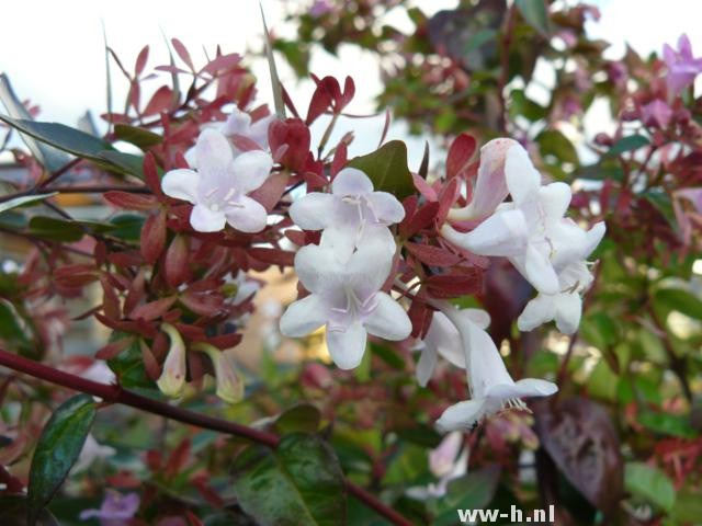 Abelia x grandiflora - Klik op de afbeelding om het venster te sluiten