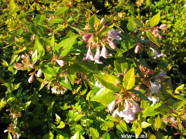 Abelia x grandiflora