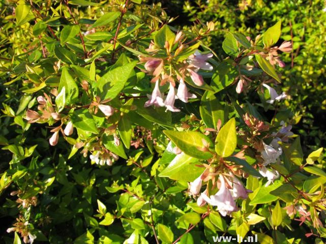 Abelia x grandiflora - Klik op de afbeelding om het venster te sluiten