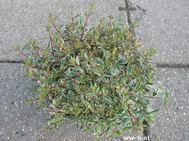Abelia x grandiflora CONFETTI (= 'Conti' PBR) - Klik op de afbeelding om het venster te sluiten
