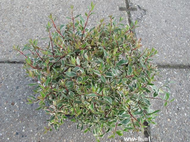 Abelia x grandiflora