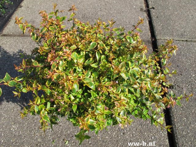 Abelia x grandiflora