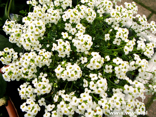 Alyssum Wit