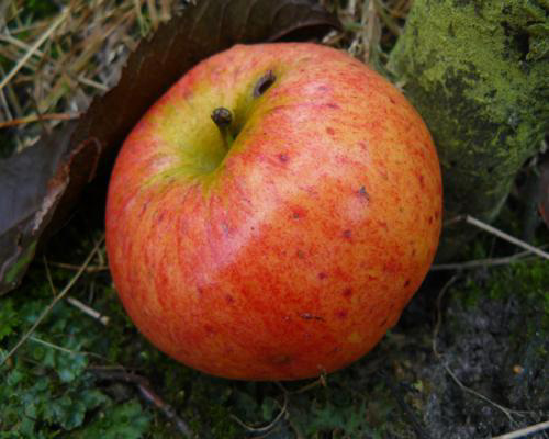 Fruitbomen in struikvorm appel, peer, pruim, kers enz v.a. 8,99 - Klik op de afbeelding om het venster te sluiten