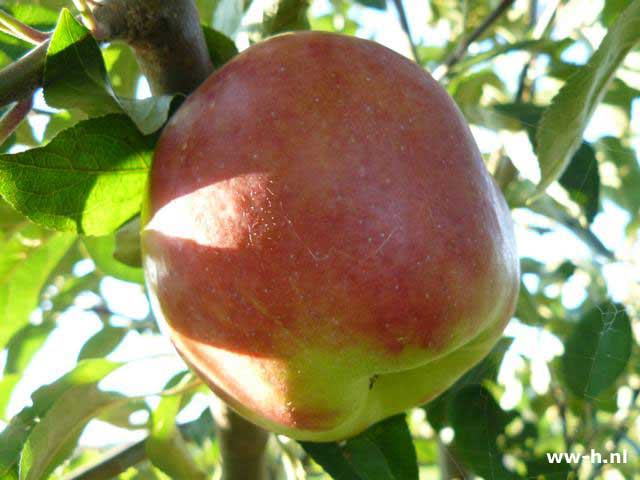 Fruitbomen in struikvorm appel, peer, pruim, kers enz v.a. 8,99