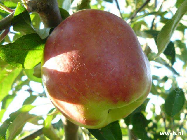 Malus domestica 'Gravensteiner' - Klik op de afbeelding om het venster te sluiten