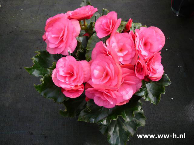 Begonia 1,99 ; 2 voor 3,00 Begonia 1,99 ; 2 voor 3,00