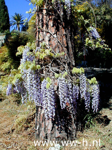 Kamperfoelie, Blauwe regen enz. in assortiment