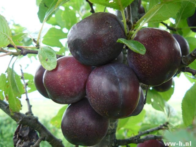 Prunus domestica - Klik op de afbeelding om het venster te sluiten