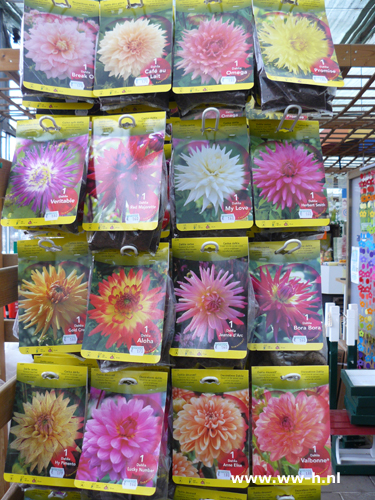 Diverse Dahlia's - Klik op de afbeelding om het venster te sluiten