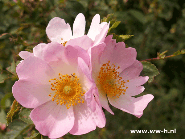 Botanische - Wilde rozen