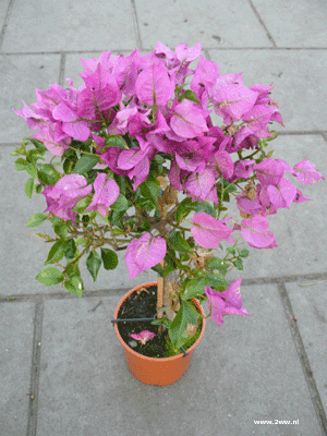 Bouganvillia op korte stam 4,99 Bouganvillia op korte stam 4,99