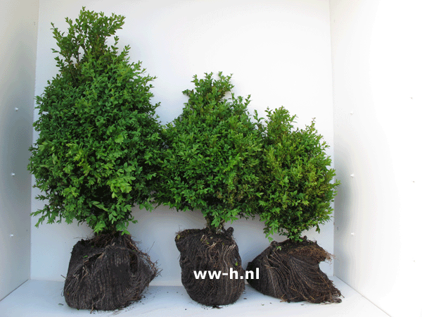 Buxus sempervirens met kluit