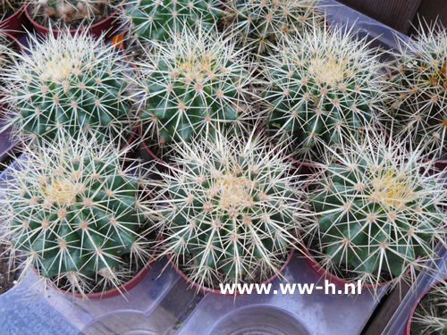 Cactus v.a. 0,99 - 3 voor 2,50