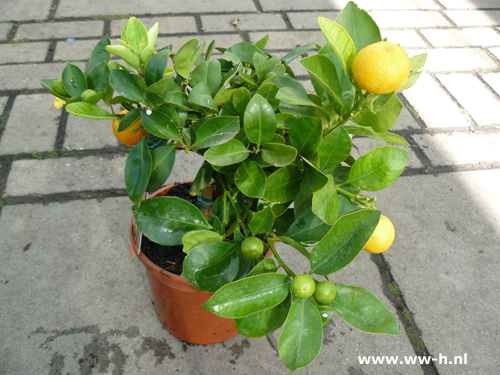 Calamondin