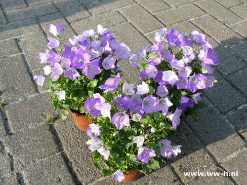 Campanula carpatica - Klik op de afbeelding om het venster te sluiten