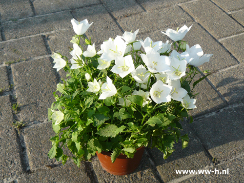 Campanula carpatica - Klik op de afbeelding om het venster te sluiten