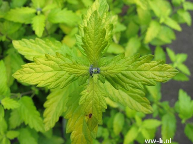 Caryopteris x clandonensis 'Summer Sorbet' PBR - Klik op de afbeelding om het venster te sluiten