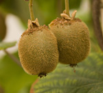 Kiwi's