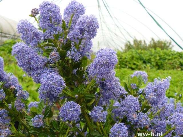 Ceanothus impressus 'Victoria' - Klik op de afbeelding om het venster te sluiten