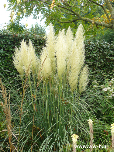 Cortaderia selloana 'Pumila'