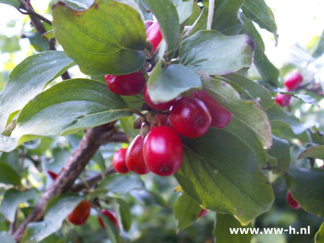 Cornus mas pot 3liter 3.99