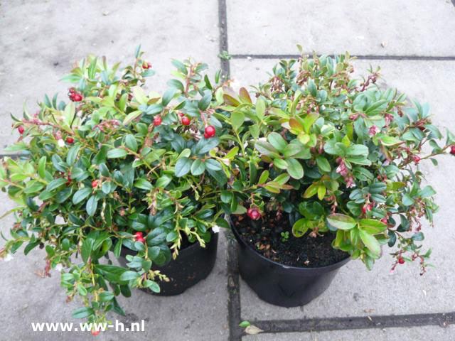 Vaccinium vitis idaea v.a. 5,99 Vossebes Rode bosbes