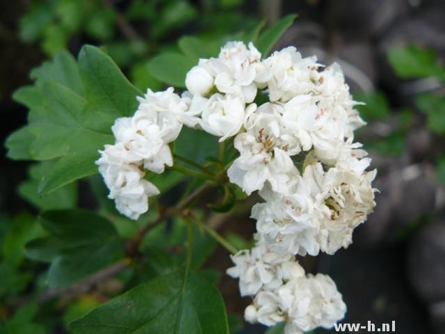 Crataegus laevigata 'Alboplena'