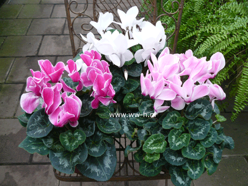 Cyclamen 1,99 ; 2 voor 3,00