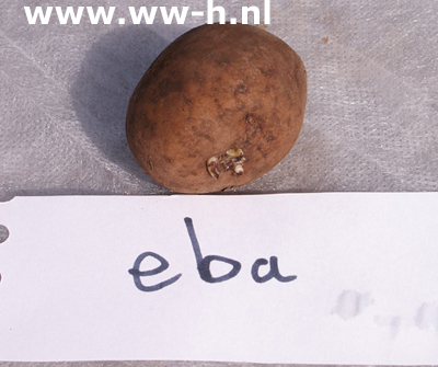 Eba A 28 / 40 per kilo 2,50