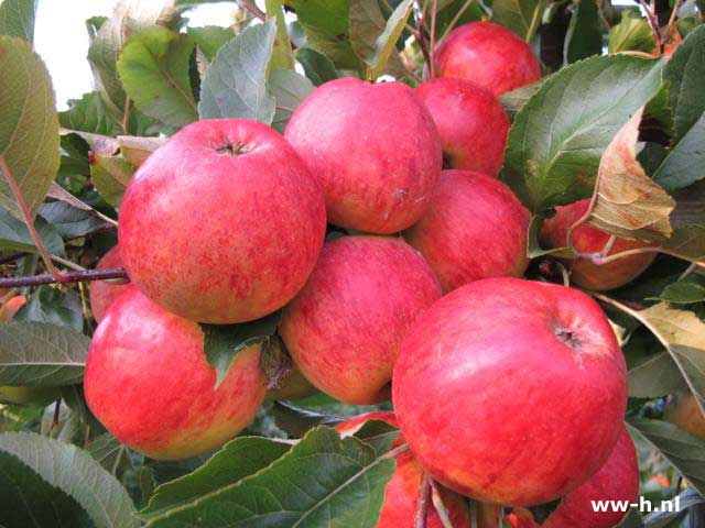 Malus domestica 'Elstar' PBR