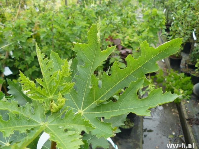 Ficus carica 'Icecristal' - Klik op de afbeelding om het venster te sluiten