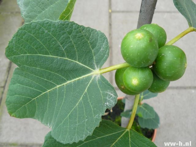 Ficus carica - Klik op de afbeelding om het venster te sluiten