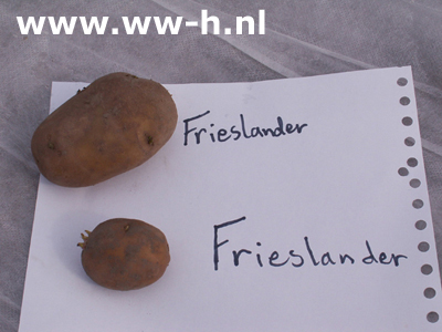 Frieslander A 28 / 35 per kilo 2,00