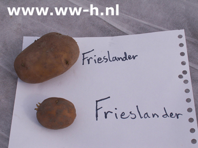 Frieslander A 28 / 35 per kilo 2,00 - Klik op de afbeelding om het venster te sluiten