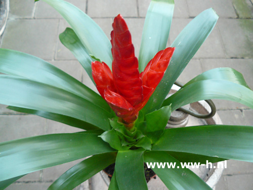 Guzmania