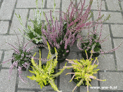 Calluna vulgaris soorten kluit 0,85