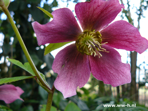 Helleborus orientalis Rood - Klik op de afbeelding om het venster te sluiten