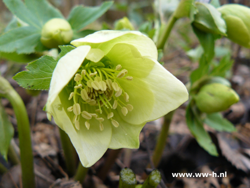 Helleborus orientalis Wit - Klik op de afbeelding om het venster te sluiten