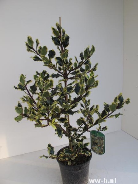 Ilex aquifolium 'Ferox Argentea'